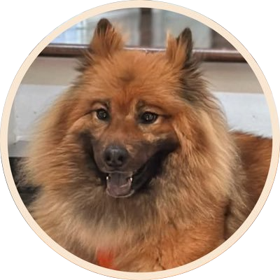 logo Vitalik's Dog