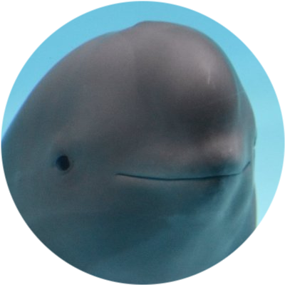 logo Smiling Dolphin