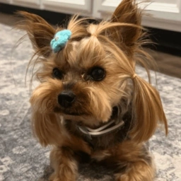 logo Dog Stolen From Tesla