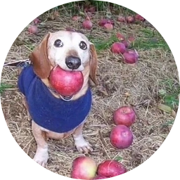 logo dog with apple in mouth