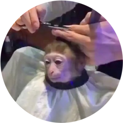 logo monkeyhaircut