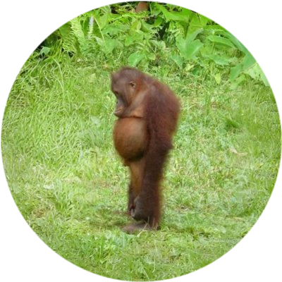 logo Sad Ape