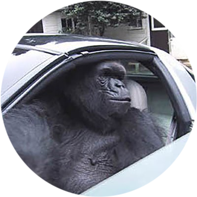 logo Gorilla In A Coupe