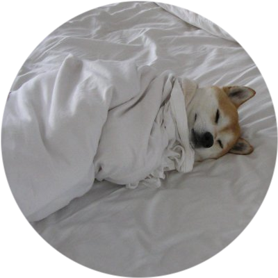 logo Dogsheetcoin