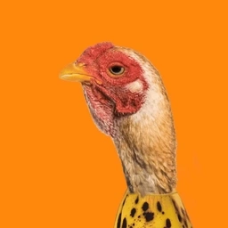 logo CHICKEN BANANA