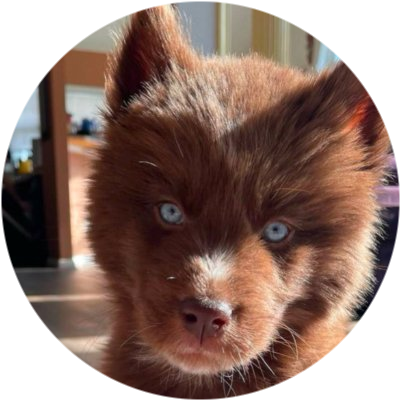 logo Red Siberian Husky