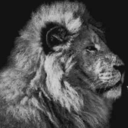 logo Thelionrapesthedogwhenitbarks