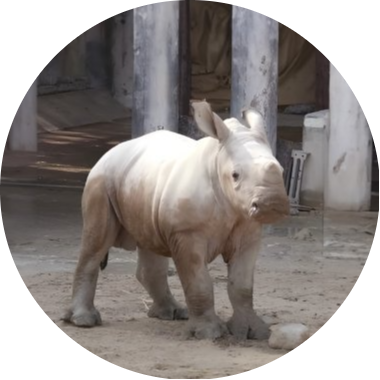 logo Roodeng (Dubai's Moodeng)