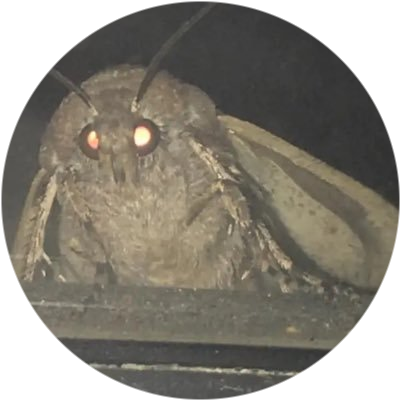 logo Moth